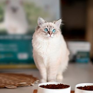 chat aux yeux bleus