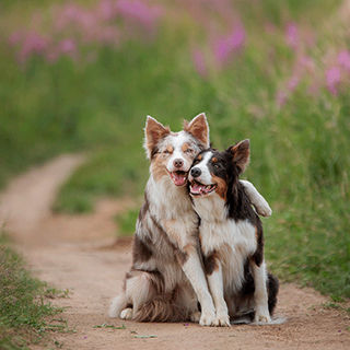 Chien en chaleur