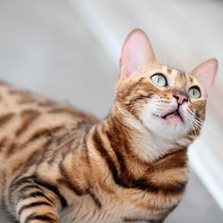 Bengal
