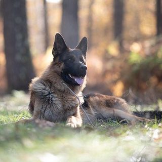 Chien marron et noir allongé dans l'herbe dans la forêt