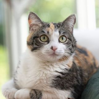 European shorthair