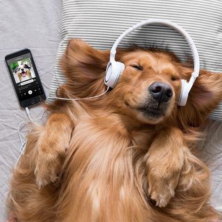 Chien identité sonore Ultra Premium Direct