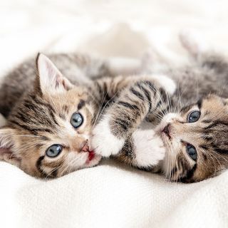 2 chatons