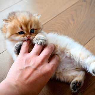 Chaton 