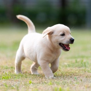 Chiot courant en extérieur