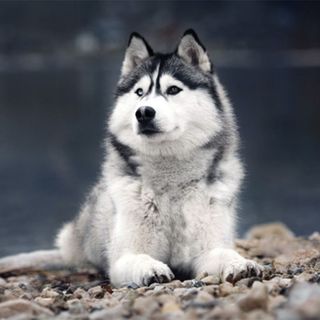 Husky au bord de l'eau