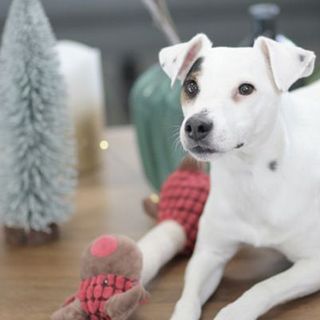 Chien à côté de son jouet