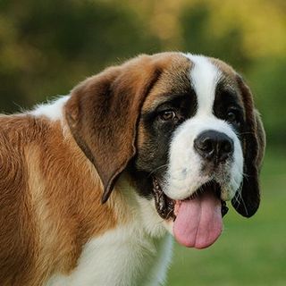 Gros plan d'un Saint-Bernard