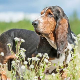 Basset Hound en plein air