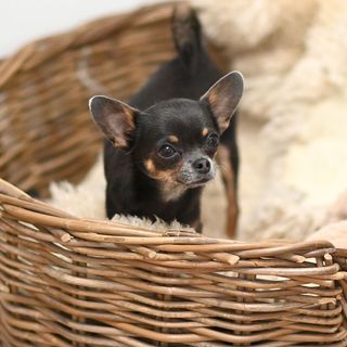 Chihuahua dans une panière en osier