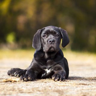 Chiot Cane Corso en extérieur