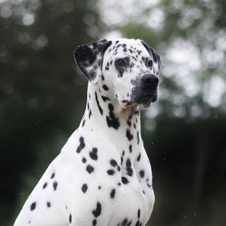 Dalmatien en extérieur