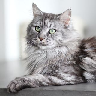 Maine Coon noir et gris couché