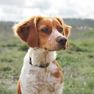 Épagneul Breton en extérieur