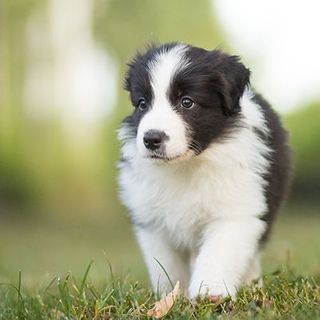 Petit Border Collie