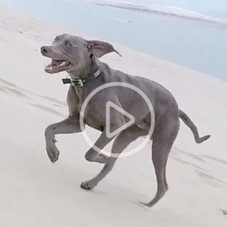 Un chien joue sur la plage