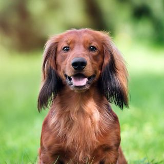 Teckel marron à poils longs