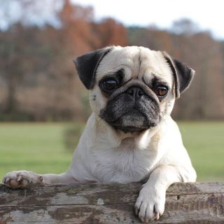 Carlin en extérieur sur un morceau de bois 