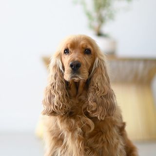 Cocker assis en intérieur 