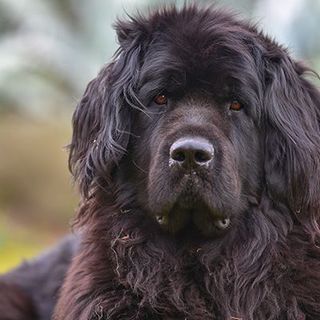 Terre-Neuve en extérieur