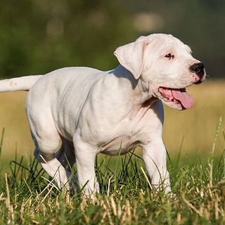 Dogue Argentin en pleine nature