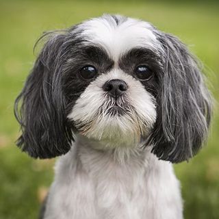 Shih Tzu