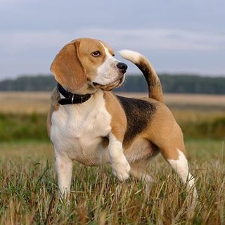 Chien en pleine nature