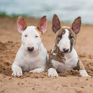 2 bull terriers sur une plage