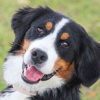 Gros plan d'un Bouvier Bernois