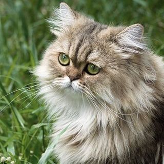 Persan en extérieur