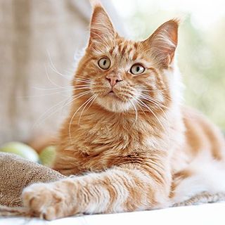 Chat couché en intérieur