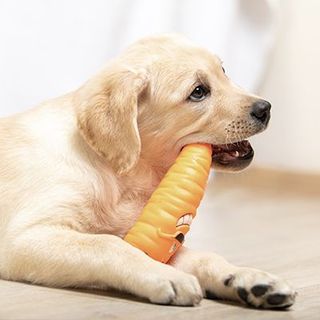 Jeune chien jouant en intérieur