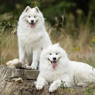 2 Samoyèdes en extérieur