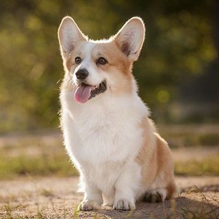 Petit chien assis, la gueule ouverte, en extérieur
