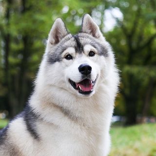 Gros plan sur un Husky en extérieur
