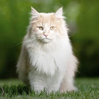 Chat assis sur de l'herbe