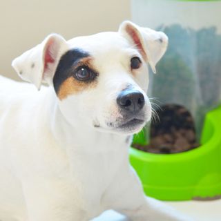Chien devant un distributeur de croquettes