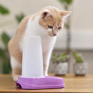 Chat près d'un distributeur de nourriture