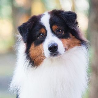 Chien en pleine nature