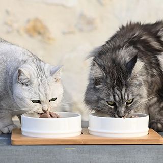 2 chats mangeant de leur gamelle 