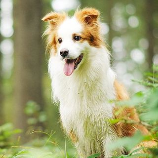 Chien dans une forêt