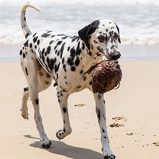 Dalmatien tenant une noix de coco