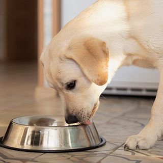 Chien mangeant dans sa gamelle