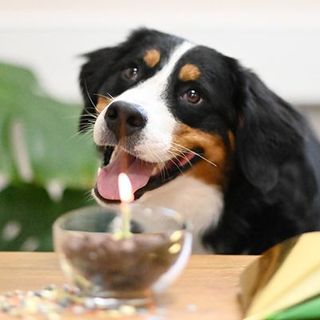 Chien près de son gâteau d'anniversaire