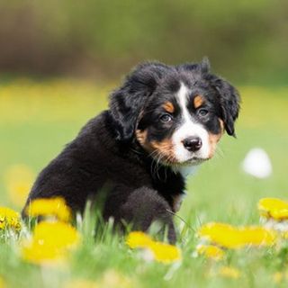 Petit chien dans un champs de fleurs