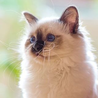 Gros plan sur un Sacré de Birmanie