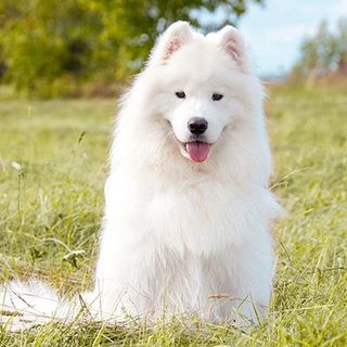 Samoyède assis dans un champ