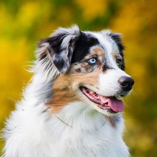 Berger Australien en plein air