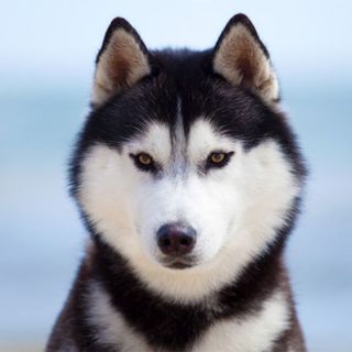 Husky en extérieur