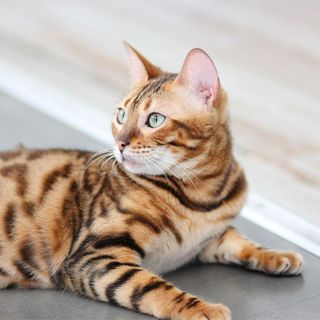 Bengal couché